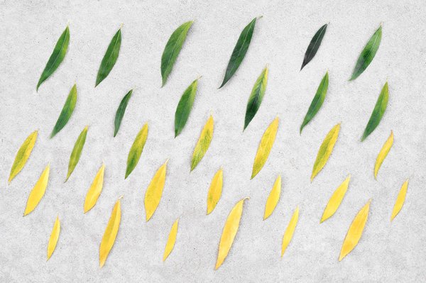 Quand Devient-on marathonien ?